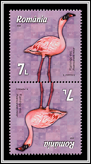 Lesser Flamingo (Phoeniconaias minor)