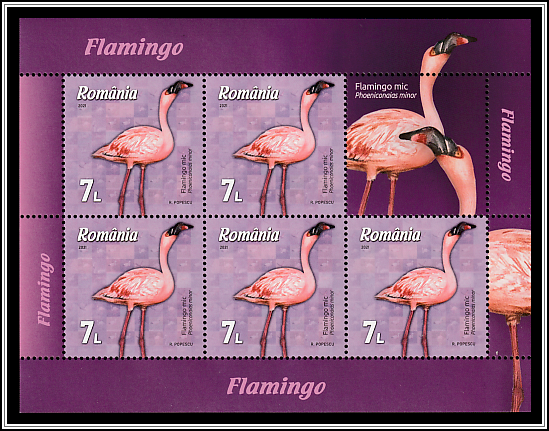 Lesser Flamingo (Phoeniconaias minor)