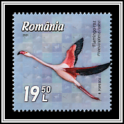 Greater Flamingo (Phoenicopterus roseus)