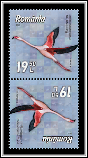 Greater Flamingo (Phoenicopterus roseus)
