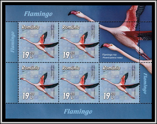 Greater Flamingo (Phoenicopterus roseus)