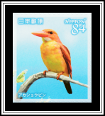 Ruddy Kingfisher (Halcyon coromanda)​