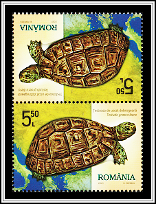 Greek Tortoise (Testudo graeca ibera)