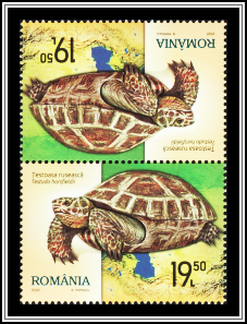 Russian Tortoise (Testudo horsfieldii)
