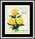 Chrysanthemum (Chrysanthemum morifolium)​