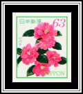 Common Camellia (Camellia japonica)​