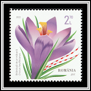 Crocus heuffelianus