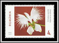 Egret Orchid (Habenaria radiata)
