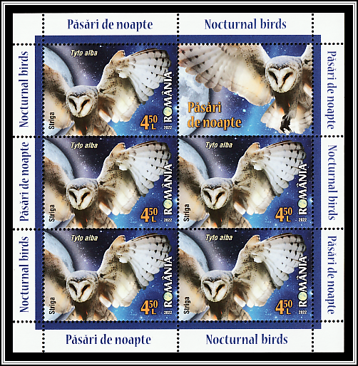 Barn Owl (Tyto alba)