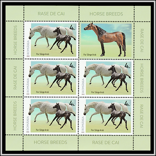Pure Blood Arabian