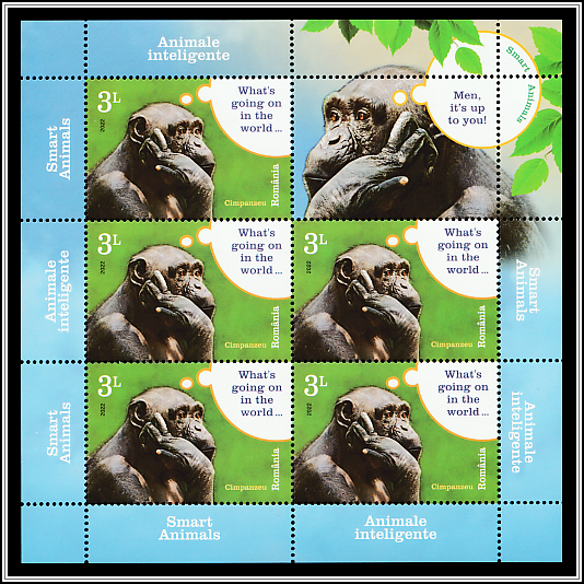 Chimpanzee