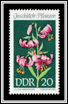 Martagon Lily (Lilium martagon)