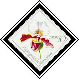 Paphiopedilum albertianum
