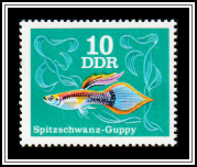 Pointed-tail Guppy (Poecilia reticulata)