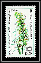 Lizard Orchid (Himantoglossum hircinum)