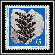 Carboniferous Seed Fern (Sphenopteris hollandica)