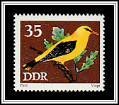 Golden Oriole (Oriolus oriolus)