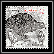 Grey Partridge (Perdix perdix)