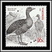Greylag Goose (Anser anser)