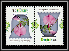 Spiny Restharrow (Ononis spinosa)
