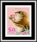 Black-tailed Prairie Dog 
(Cynomys ludovicianus)