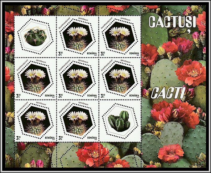 Acanthocalycium spiniflorum