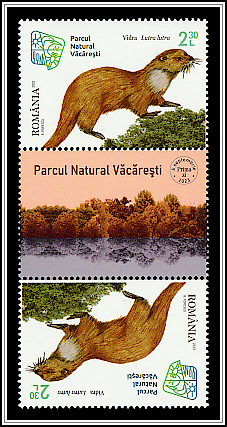 Eurasian Otter (Lutra lutra) Tête-bêche, Romanian gutter