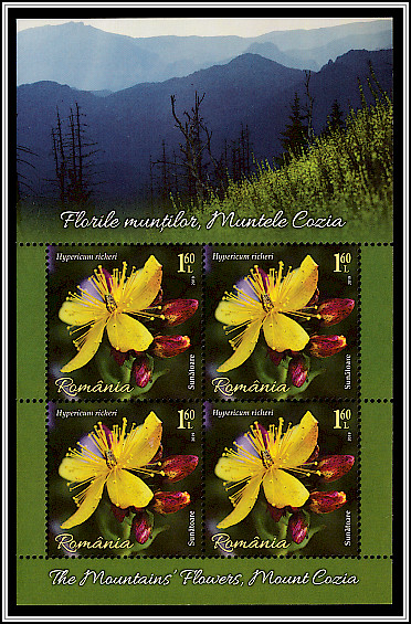 St. John's Wort (Hypericum richeri)