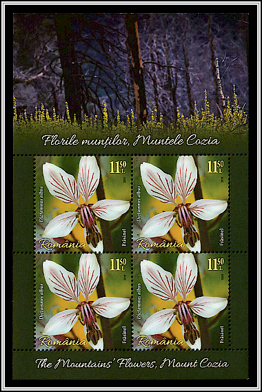 Dittany (Dictamnus albus)