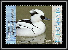 Smew (Mergellus albellus)