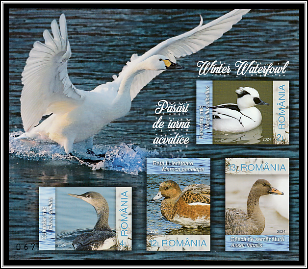 Tundra Swan (Cygnus columbianus)