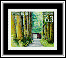 Togakushi Shrine Cedar Trees 