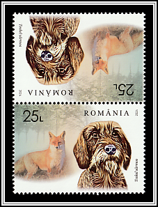 Wirehaired Dachshund and Fox Tête-bêche Type II