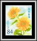 Sunflowers (Helianthus annuus)​