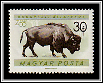 American Bison (Bos bison)