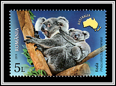 Koala (Phascolarctos cinereus)