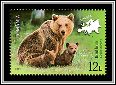 Brown Bear (Ursus arctos)
