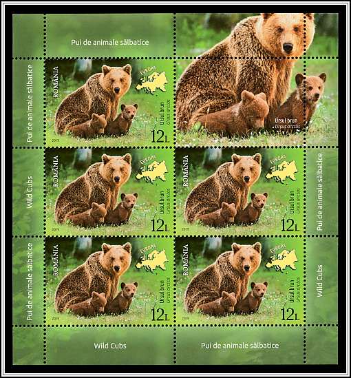 Brown Bear (Ursus arctos)
